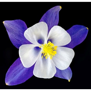 Columbine - Origami Blue by floral photographer Richard Reynolds