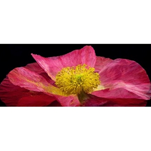 Shirley Poppy - pink flower by floral photographer Richard Reynolds