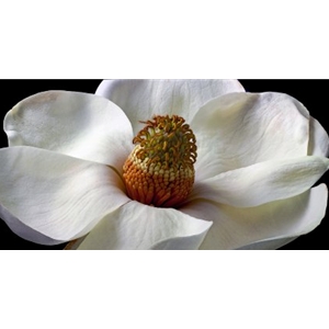 Southern Magnolia Tree - flower by floral photographer Richard Reynolds