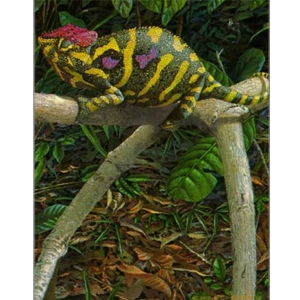 Minor Chameleon - Female by artist Carel Brest van Kempen