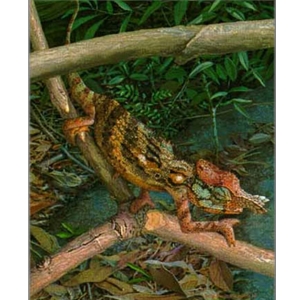 Minor Chameleon - Male by Carel Brest van Kempen