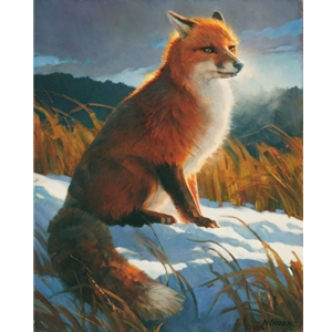 Rimlit Red - portrait of red fox by artist Nancy Glazier