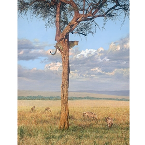 Sanctuary - leopard in boscia tree and hyenas by artist Guy Combes