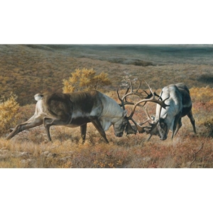 Tundra Challengers - battling caribou by wildife artist Carl Brenders