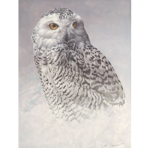 White Out - snowy owl portrait by Andrew Denman