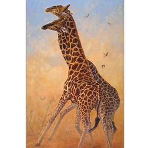 Clash of the Titans - giraffes by John Banovich