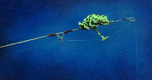 The Consultant - Green Frog on fishing pole by Will Bullas