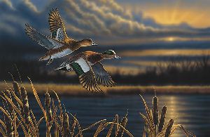 Widgeon Out Front by Richard Clifton