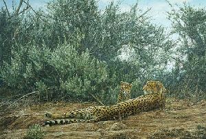 Interlude - Cheetah with cub by wildlife artist Simon Combes