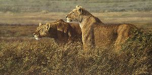 Tension at Dawn - Lions by african wildlife artist Simon Combes