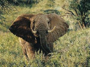 The Angry One - Charging Elephant by wildlife artist Simon Combes