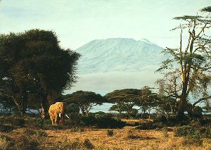 Kilimanjaro Morning - Elephant by wildlife artist Simon Combes