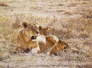 Midday Sun - Lioness and cubs by african wildlife artist Simon Combes