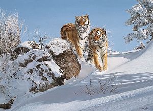 The Siberians - Siberian Tigers by wildlife artist Simon Combes