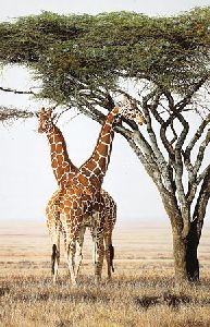 Sentinels - Giraffes by wildlife artist Simon Combes