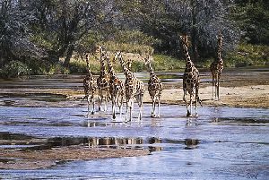 Ripples and Reflections - Reticulated Giraffes by wildlife artist Simon Combes