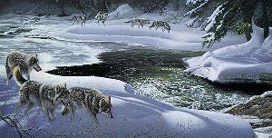 Wolf Creek by Jay Johnson