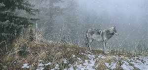 Silent Snows - Timber wolf by wildlife artist Stephen Lyman