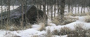 Winter Shadows - Wolf by Stephen Lyman