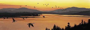 Sounds of Sunset  - canada geese by wilderness artist Stephen Lyman