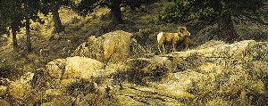 The Long Autumn - bighorn sheep by Stephen Lyman