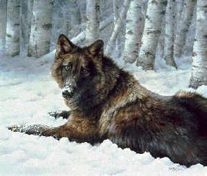 Undercover - Black Timber Wolf resting by wildlife artist Bonnie Marris