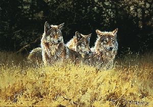 Other Footsteps - Wolves by wildlife artist Bonnie Marris