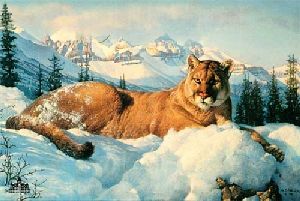 Snow King - Cougar by wildlife artist Nancy Glazier