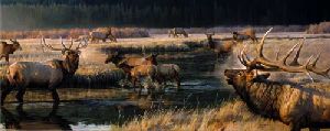 Morning Frost - Elk Herd by wildlife artist Nancy Glazier