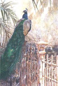Old Colonial - Peacock by wildlife artist Matthew Hillier