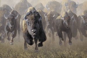Full Throttle - Buffalo herd by wildlife artist Kyle Sims